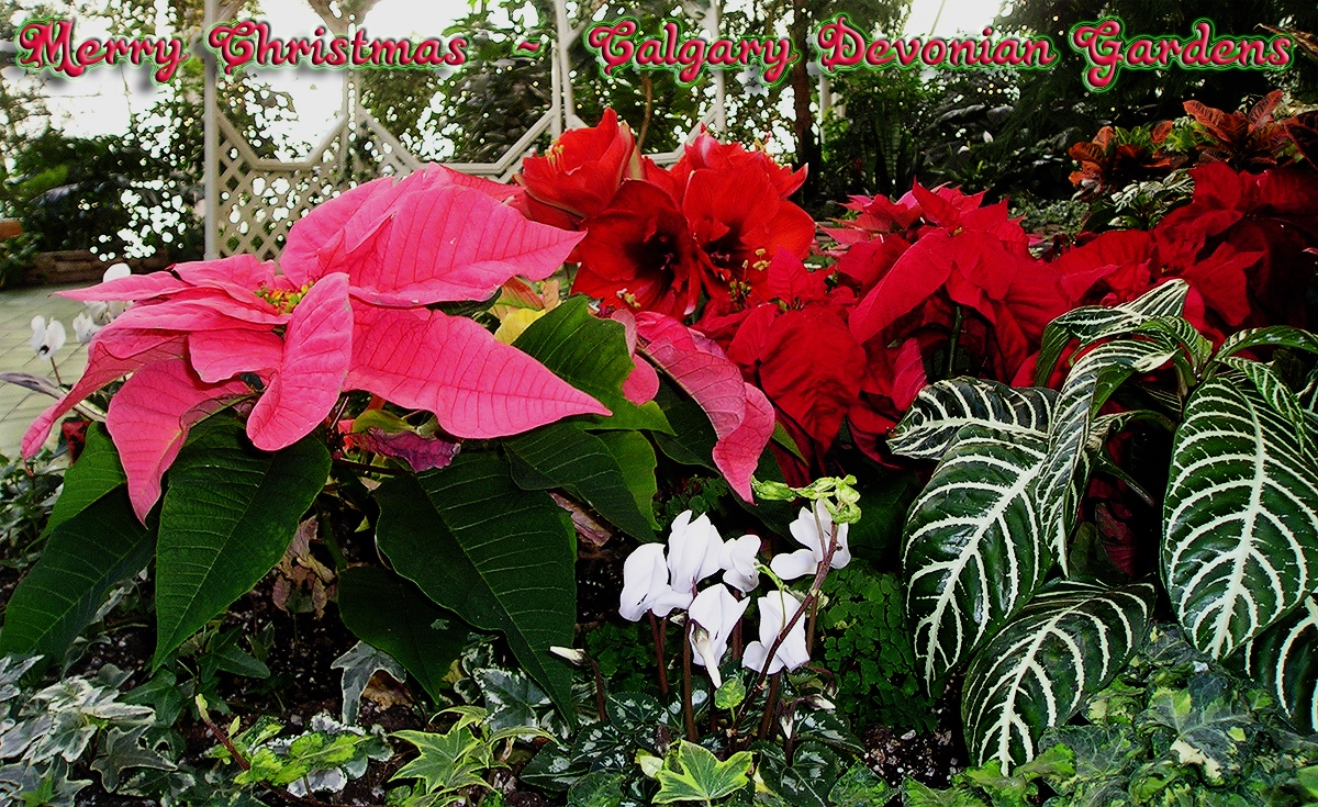 0415cPoinsettas.jpg