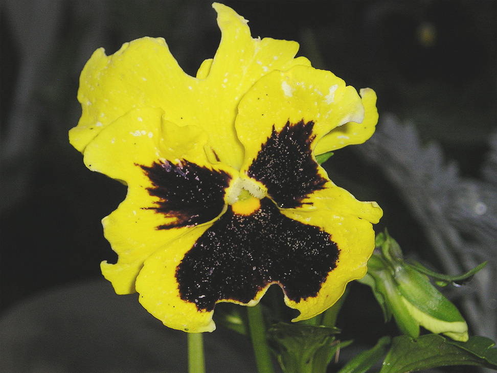 04_132Pansy.jpg