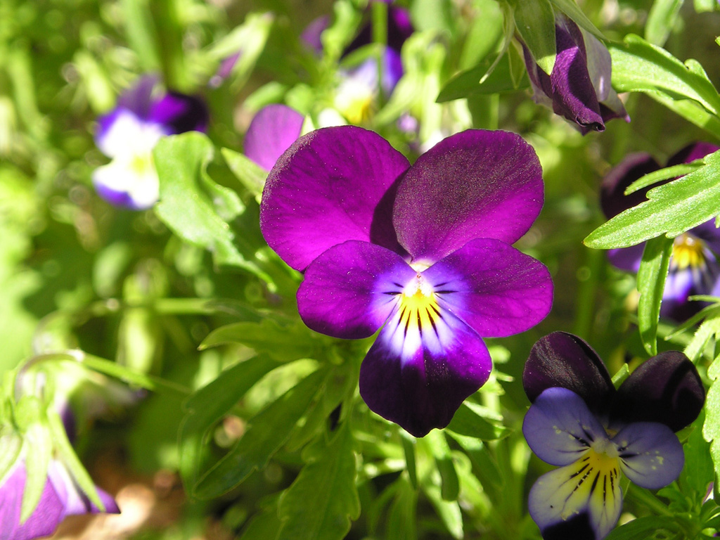 04_222Viola.jpg