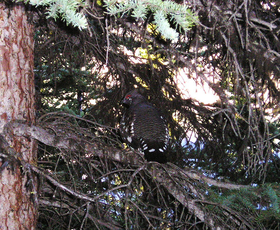 04_629aAlbertaPtarmigan.jpg