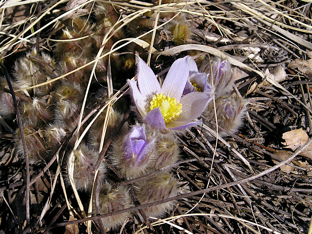 05_116aPasqueFlower.jpg