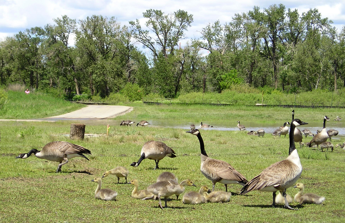 05_234CanadaGeese.jpg