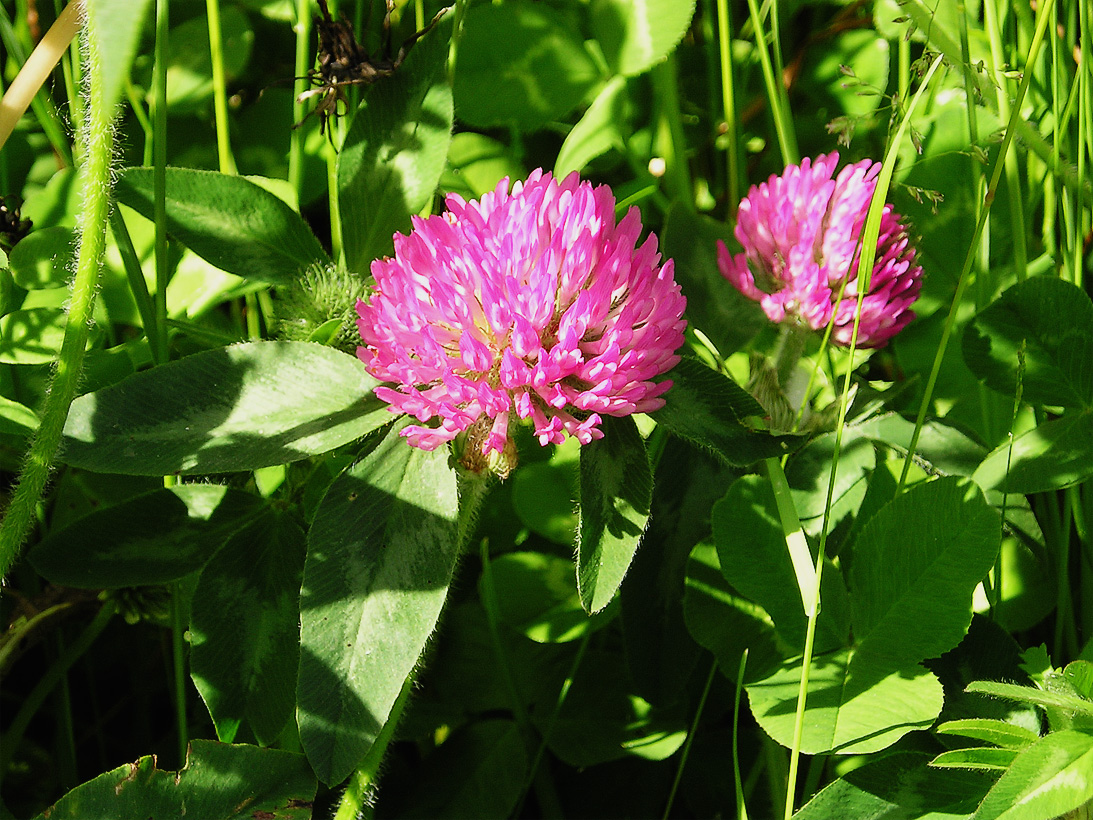 05_319Clover.jpg