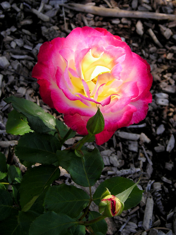 05_418Rose.jpg