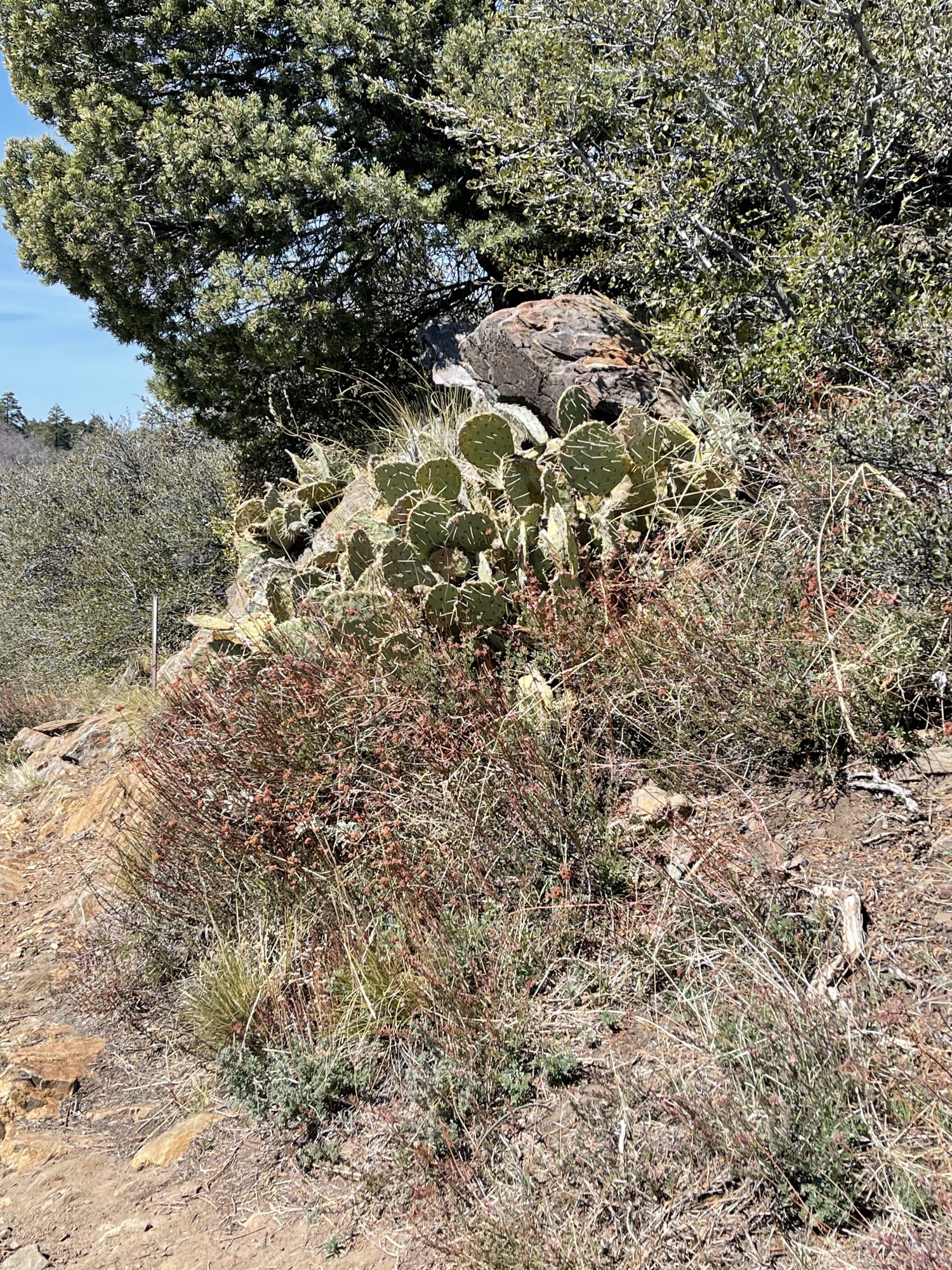 0607F444-5CCA-454B-AB59-024E3F2AEC64.jpeg