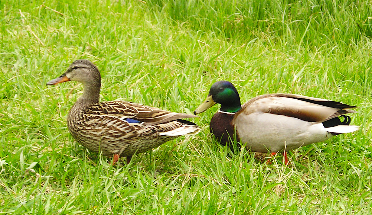 06_234Ducks.jpg