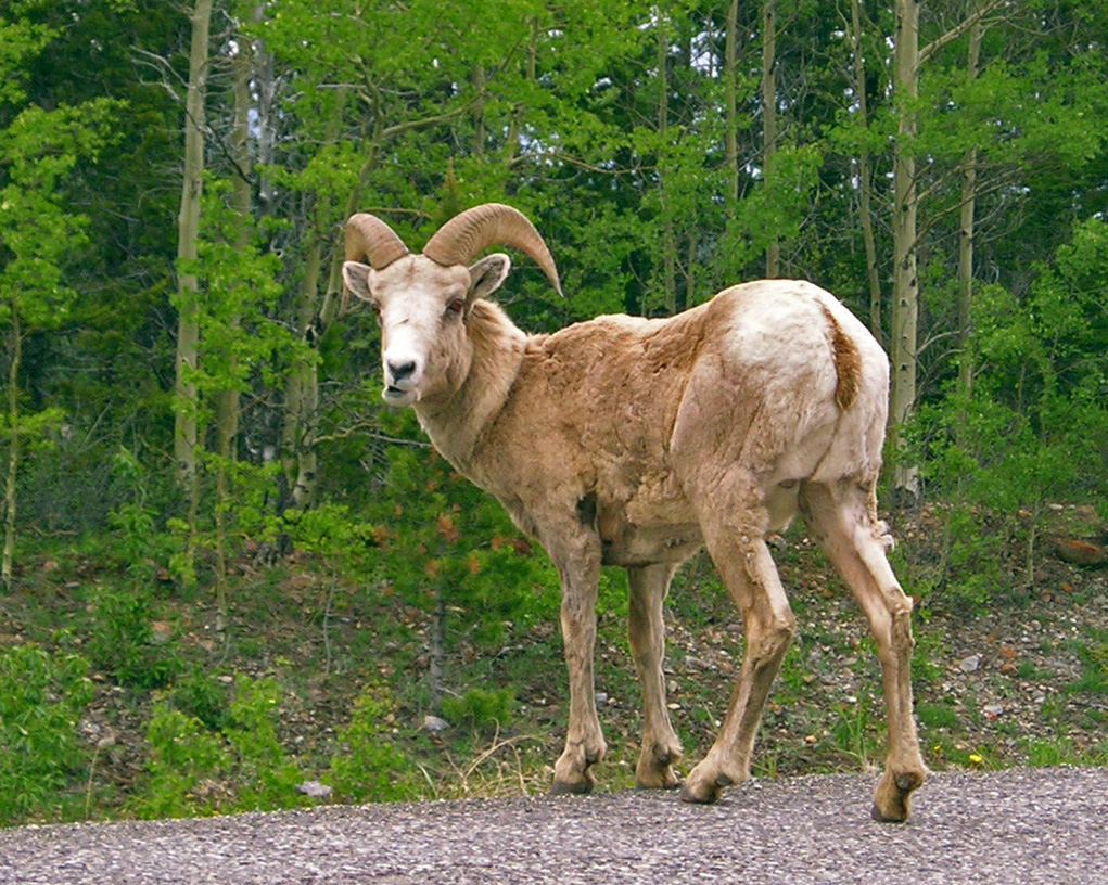 06_310BigHorn.jpg