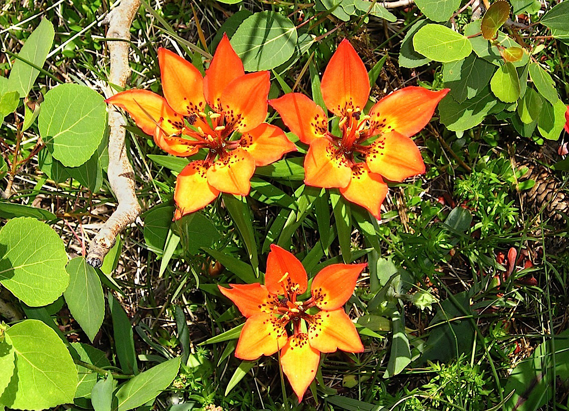 06_321WildLillies.jpg