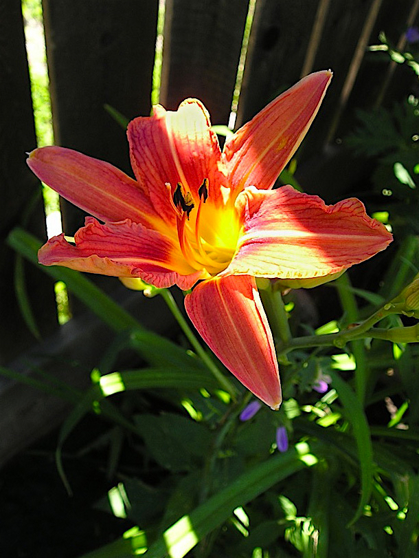 06_406DayLilly.jpg