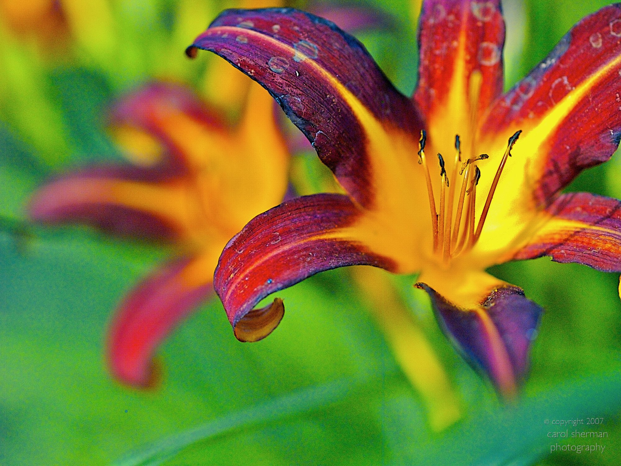 0707_AP_JULY_LILIES_057.jpeg