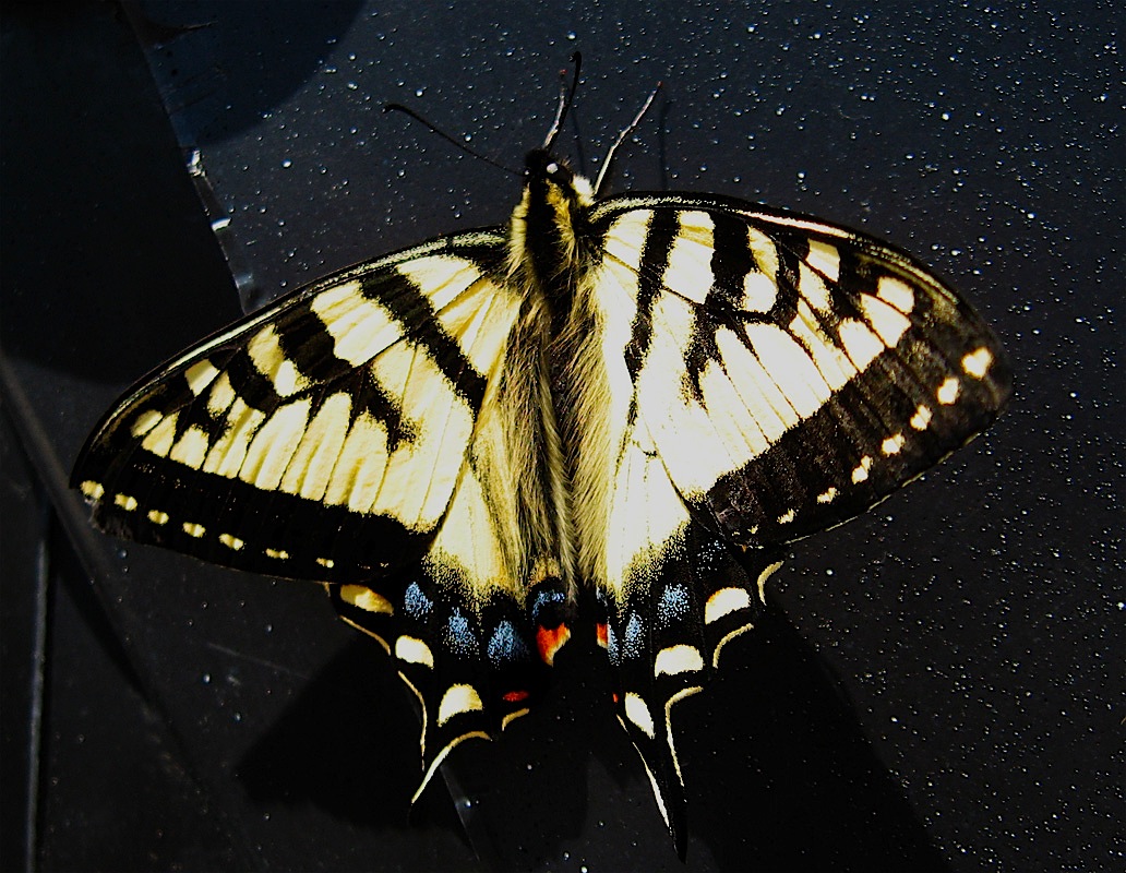 07_513Butterfly.jpg