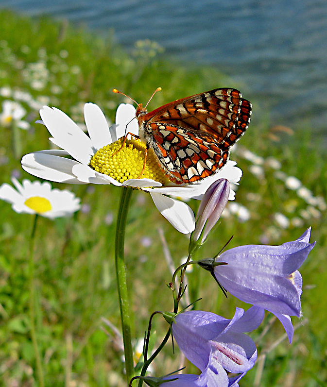 07_734Butterfly.jpg