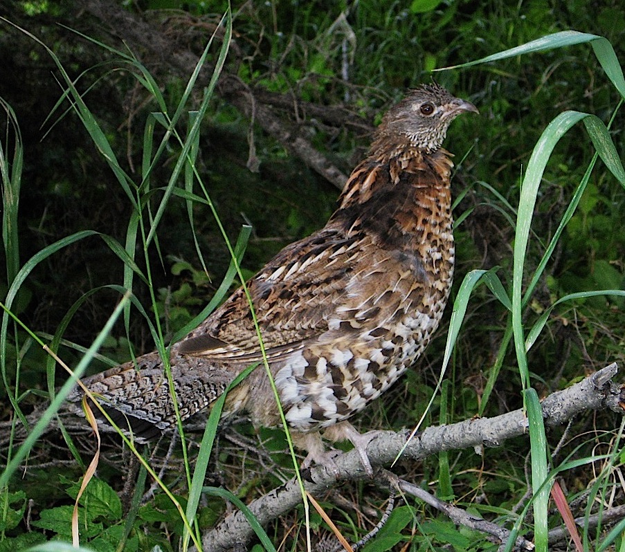 07_830ASpruceGrouse.jpg