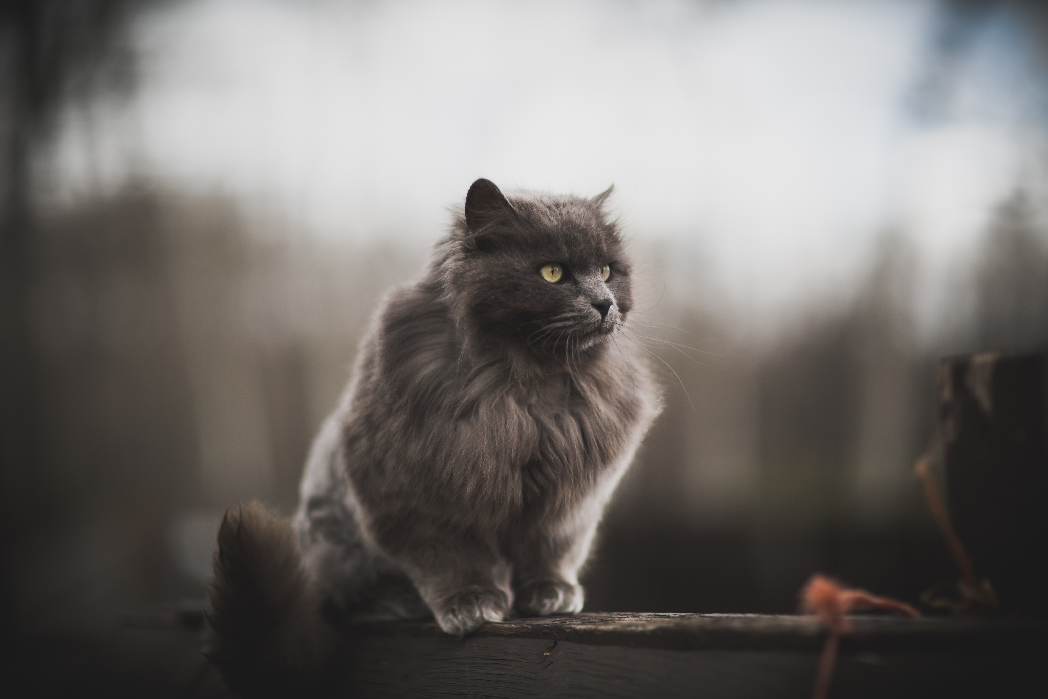 0FAD5747-0AB9-48C6-9059-C5B8E1DCB8AD.jpeg