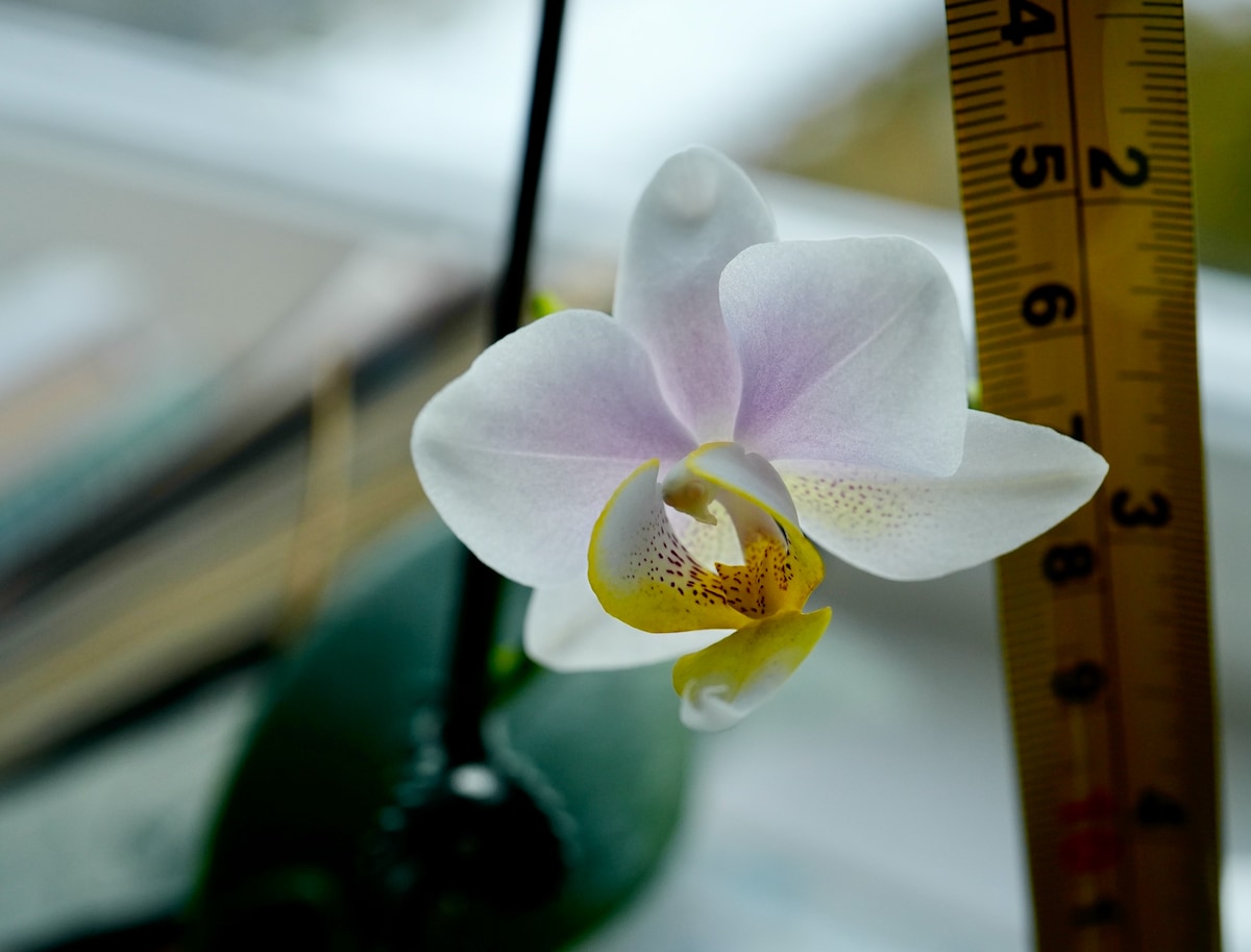 1 inch orchid (1).jpeg