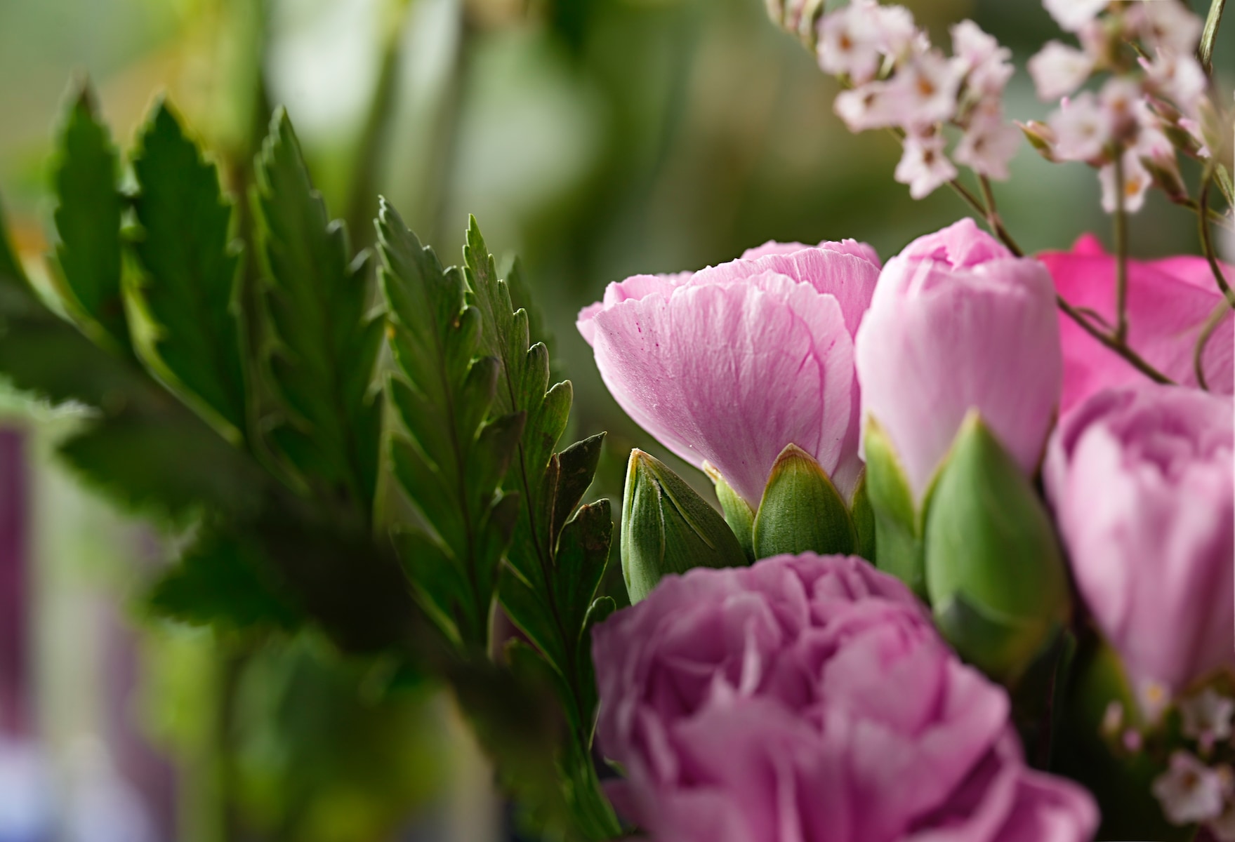 1-Pink flowers shadows.jpeg