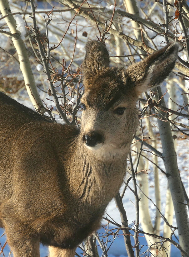 10_31_21P_008Deer.jpg