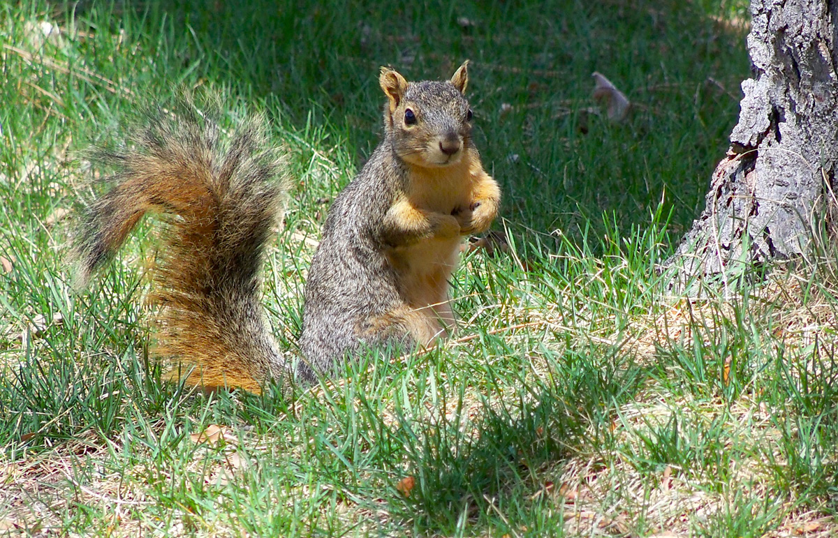 10co1_060_Squirrel.jpg