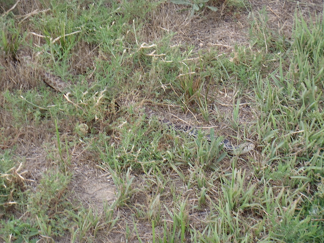14_156SnakeInTheGrass.jpg