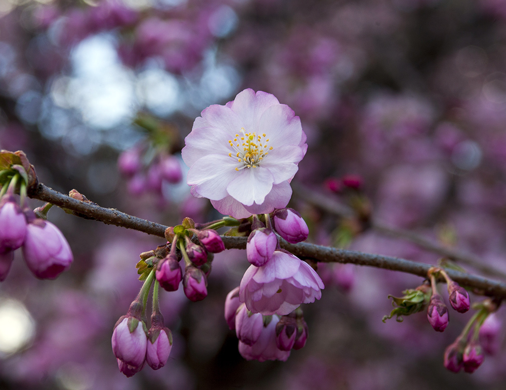 1blossom11024.jpg