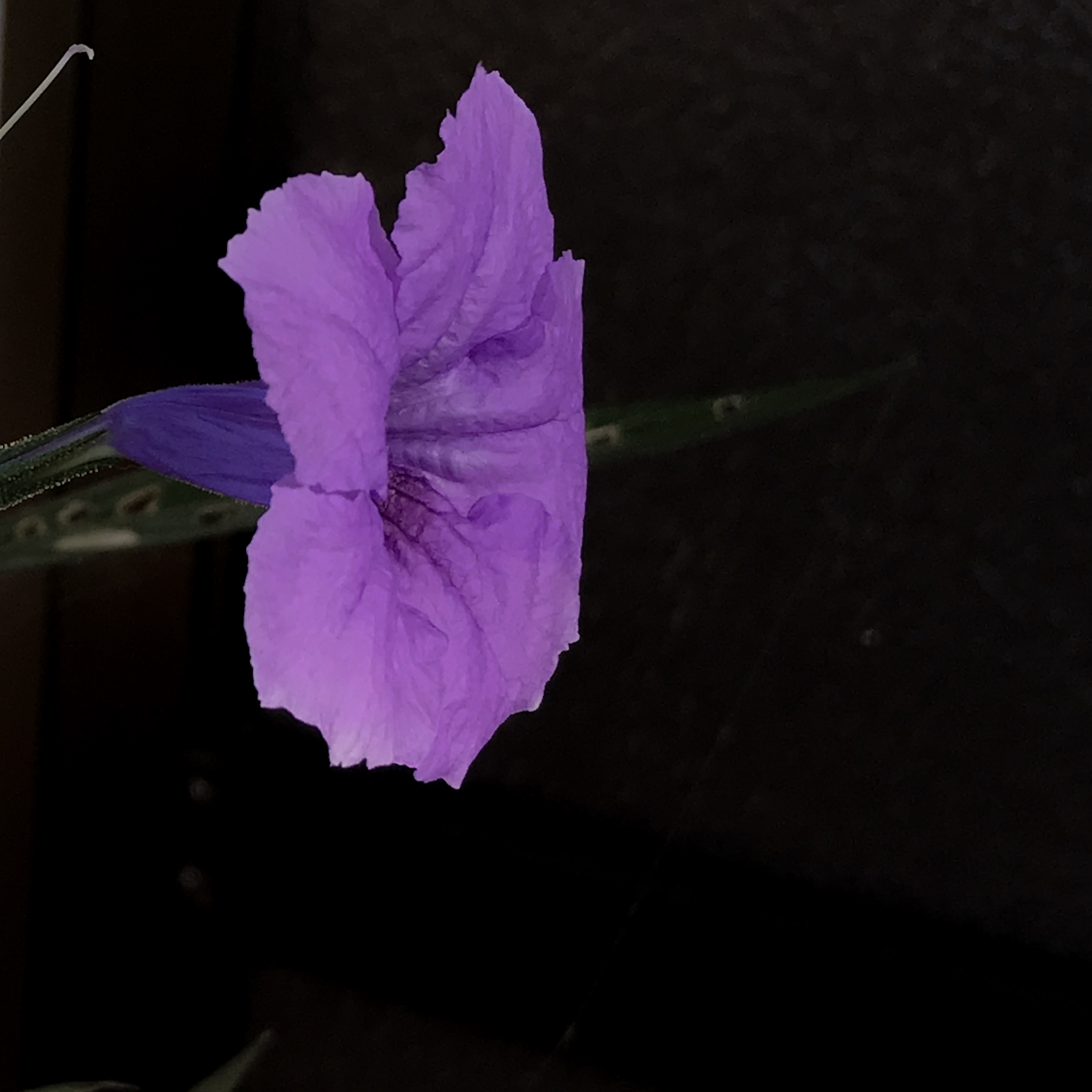 1CDE0E29-AC4D-4A31-8A2E-0391BDCD855D.jpeg