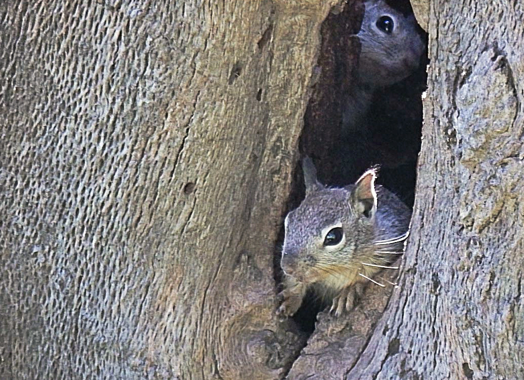 2 squirrel hole crop x.jpg