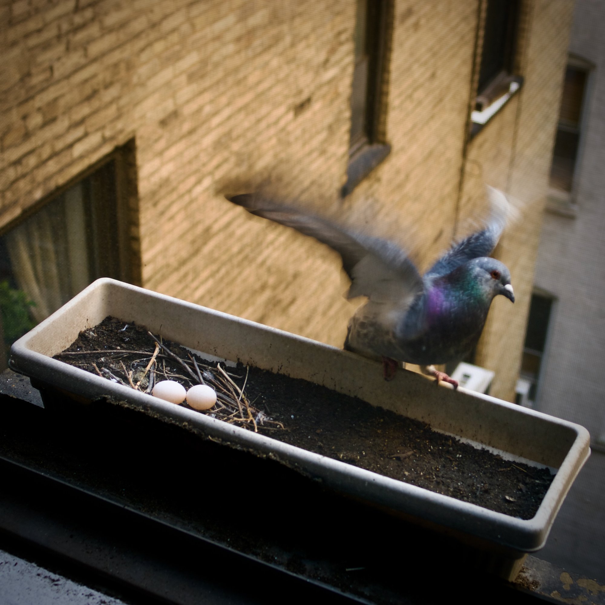 2009-02-19 | eggs and mother pigeon 3.jpeg