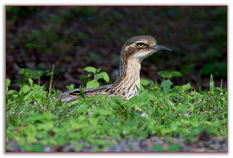 20160617-_DSC3568-Edit-Edit.jpg