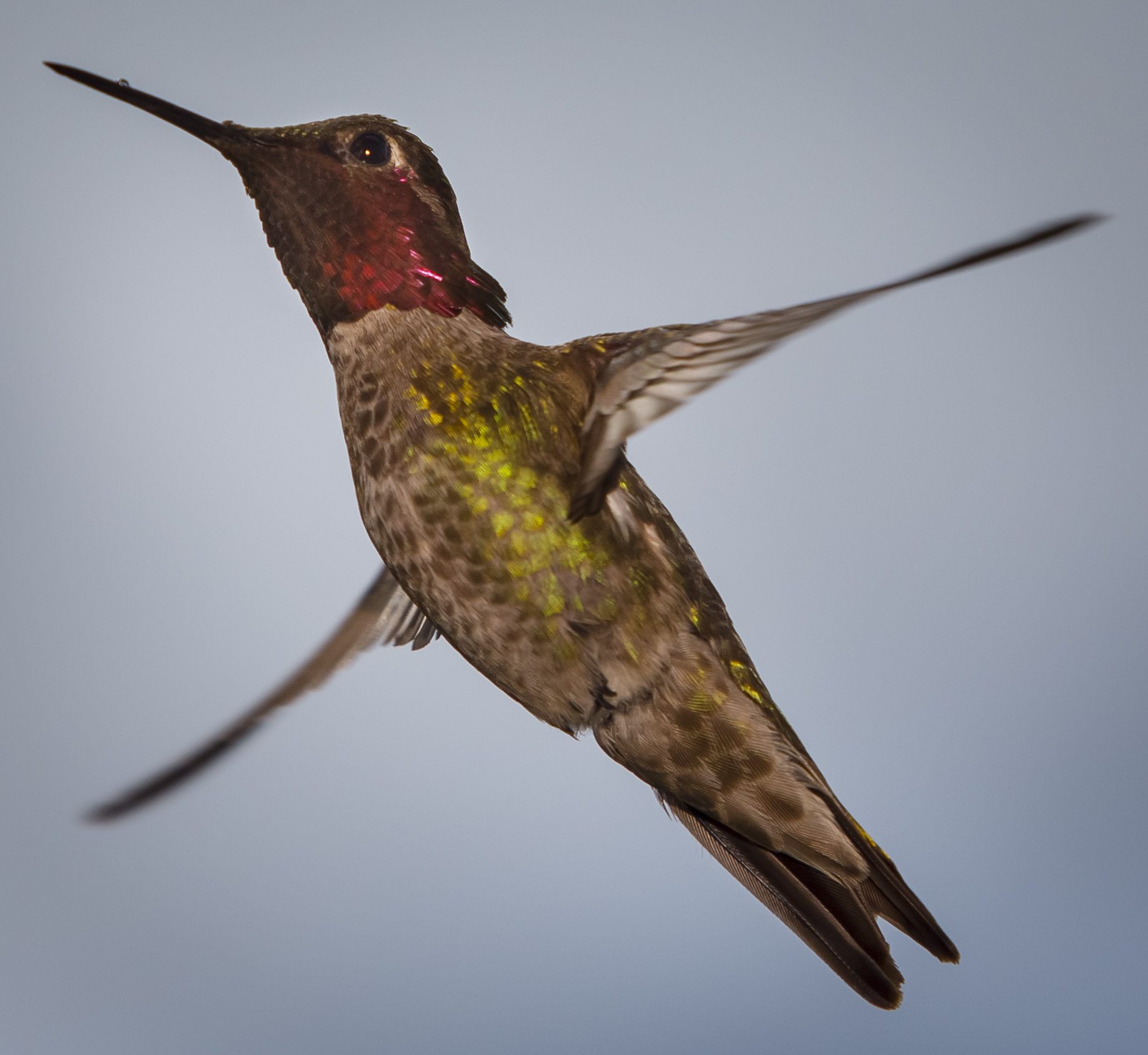 2017-0407-hummingbirds008.jpg