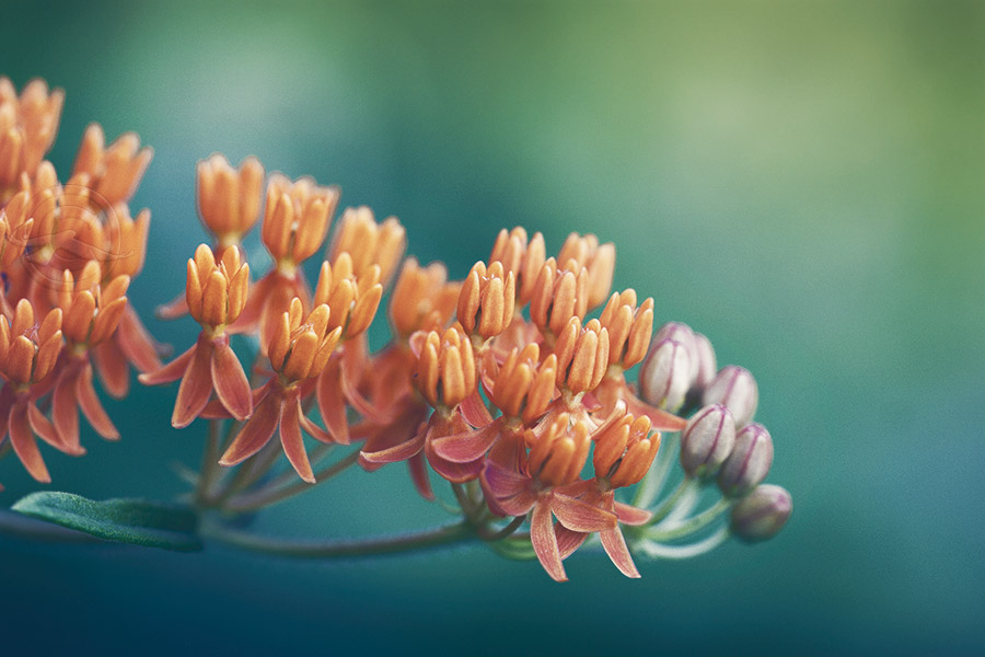 2018_IMG_2596_ButterflyWeed.jpg