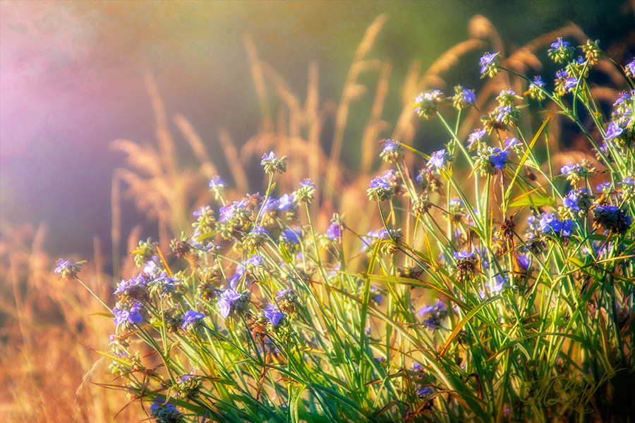 2018_IMG_2665_Spiderwort.jpg