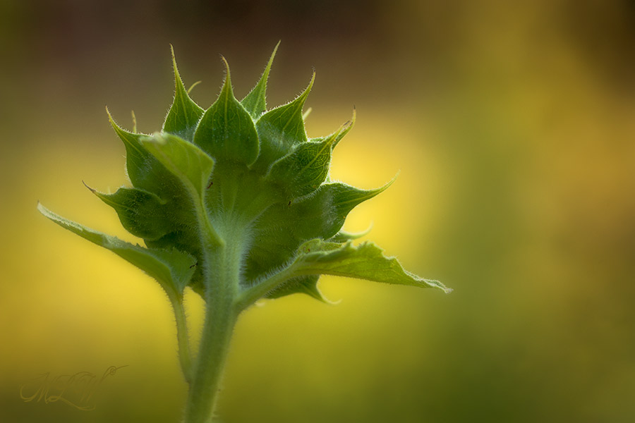 2018_IMG_2941_Sunflower.jpg