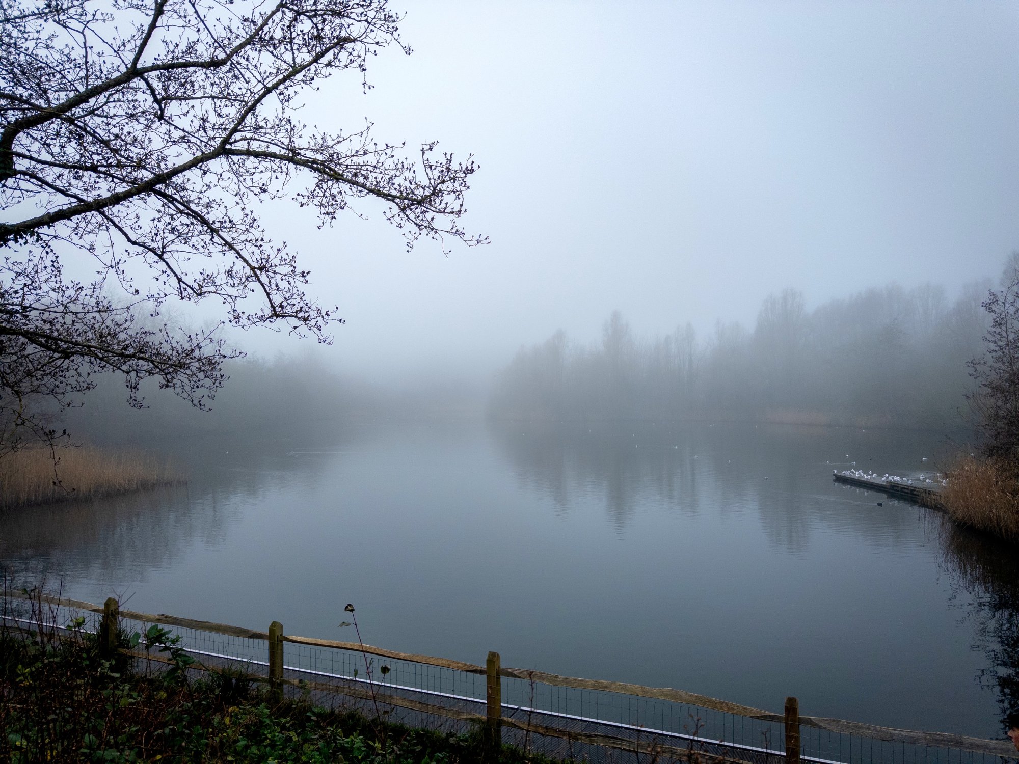 2024 - 29.12.24 - SOUTHWATER COUNTRY PARK - FOGGY_1.jpg