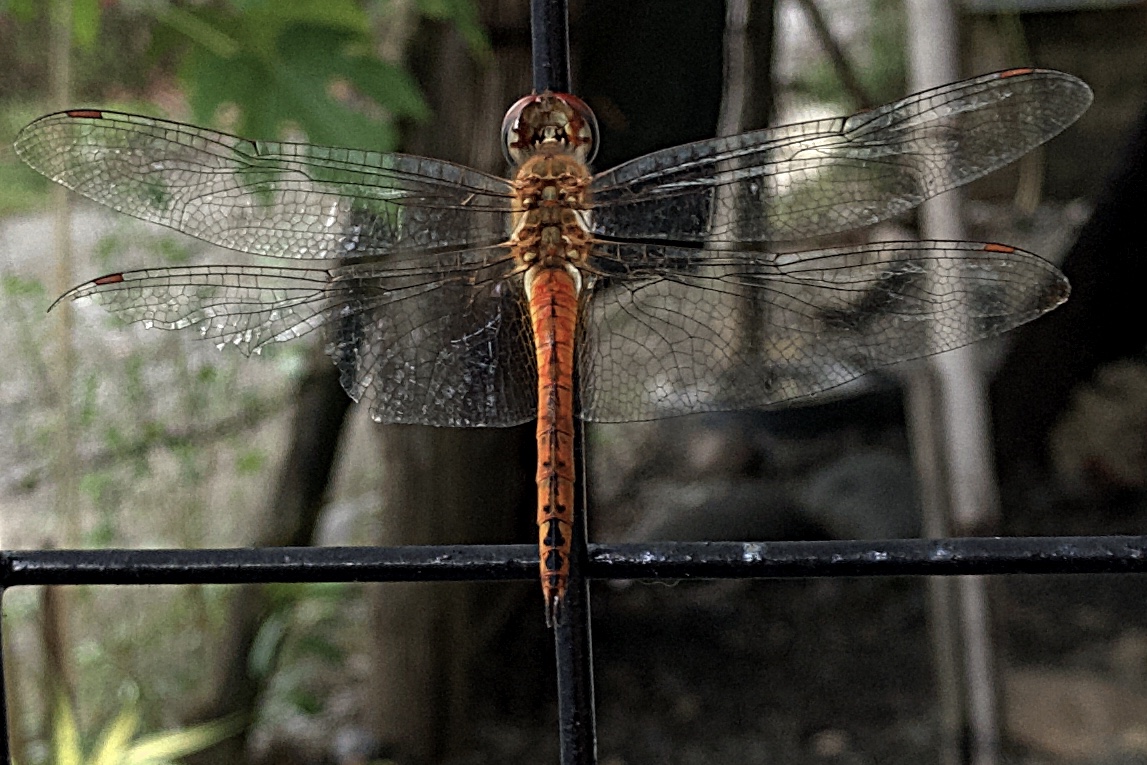 2146D094-ABC4-477C-B167-95C6AD19E6C1.jpeg