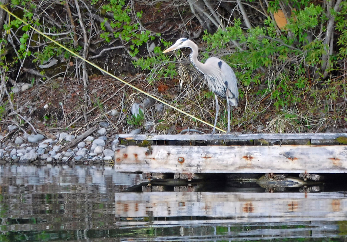 21_280BlueHeron.jpg