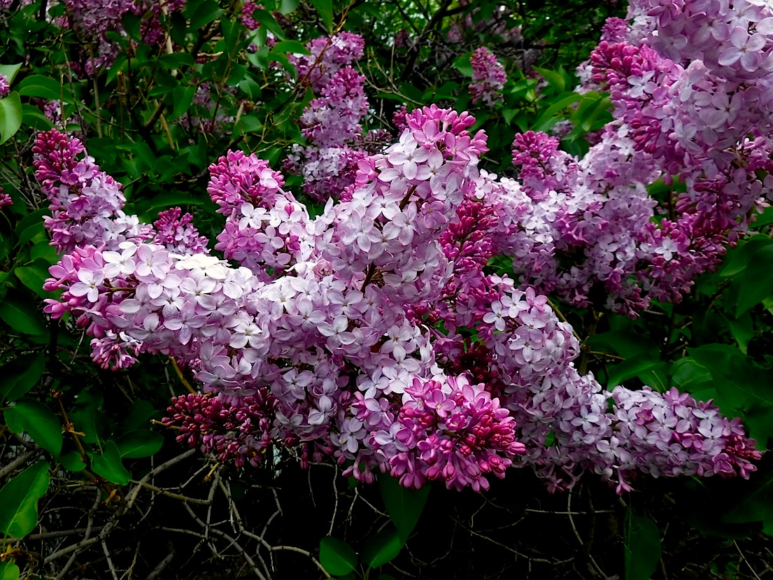 21_339Lilacs.jpg