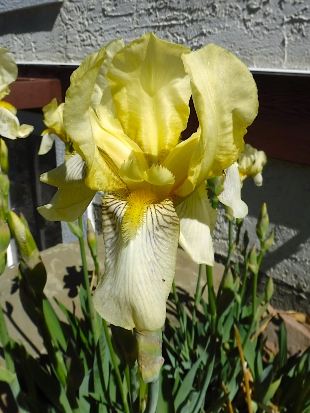 21_342Iris.jpg