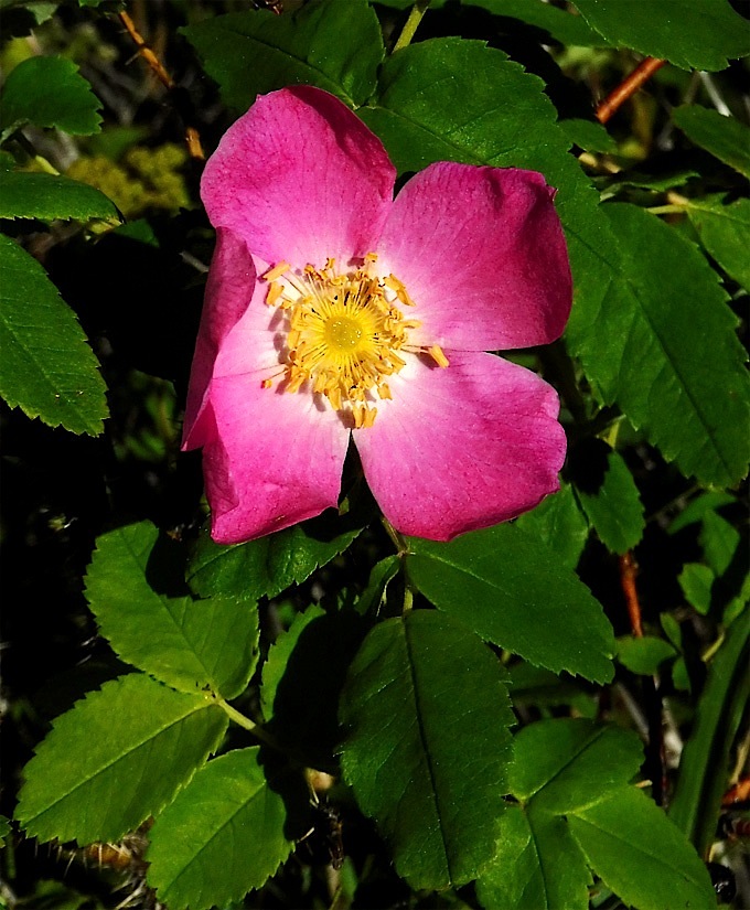 21_372WildRose.jpg