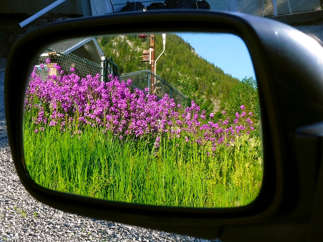 21_382MirroredFlowers.jpg