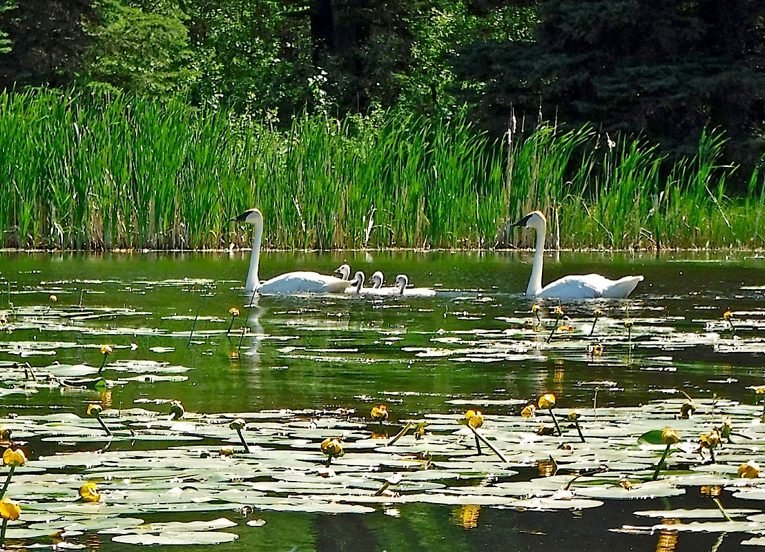 21_422Swans.jpg