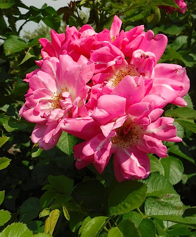 21_451Rose.jpg