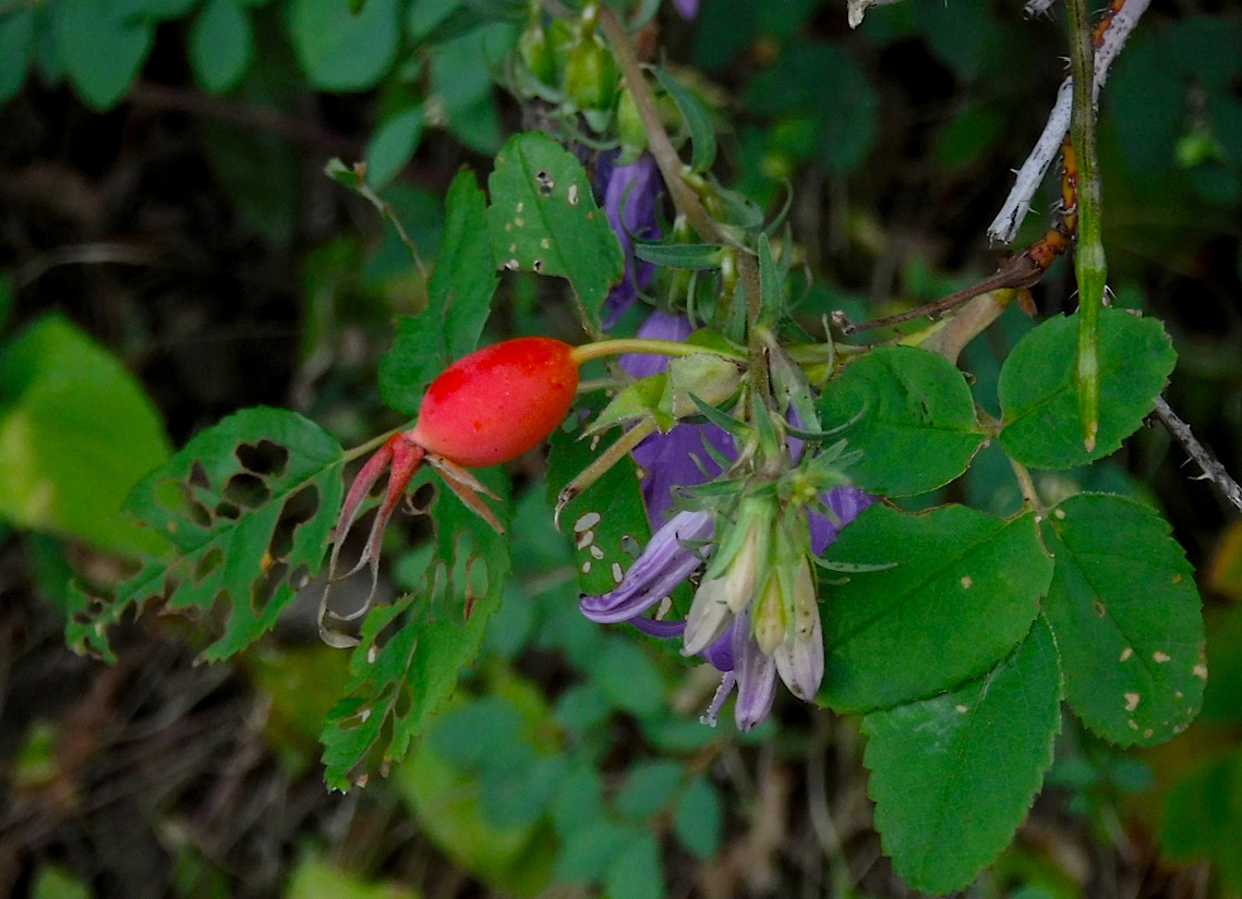 21_502Rosehip.jpg