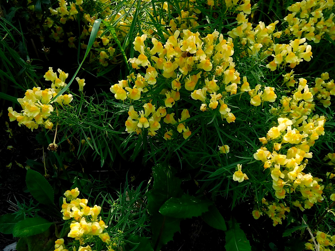 21_584ToadFlax.jpg