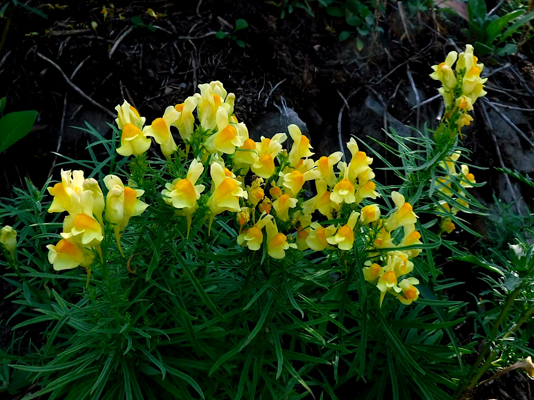 21_585bToadFlax.jpg