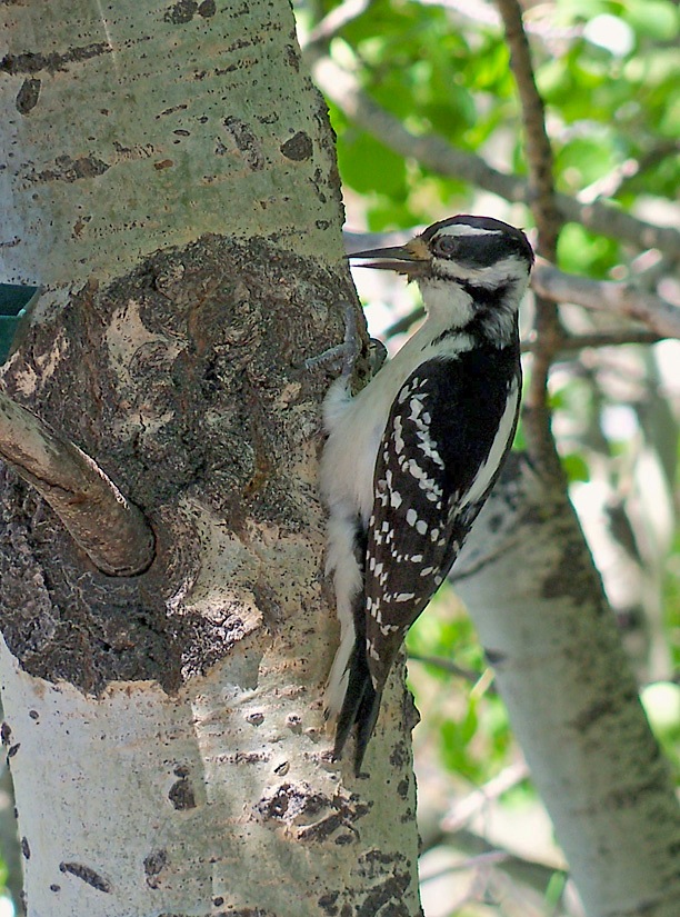 21K_4262Woodpecker.jpg