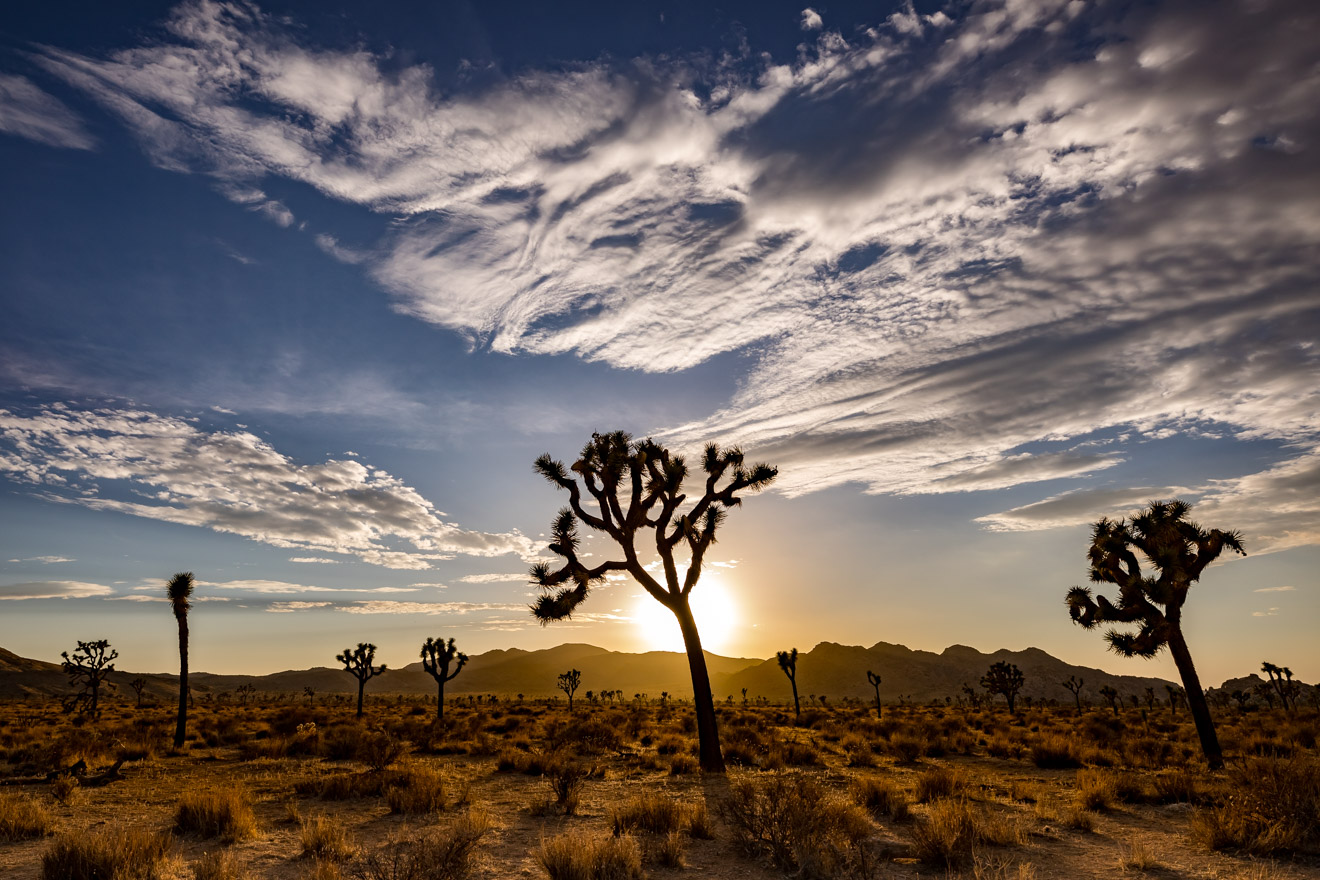 220729-JoshuaTree_412.jpg