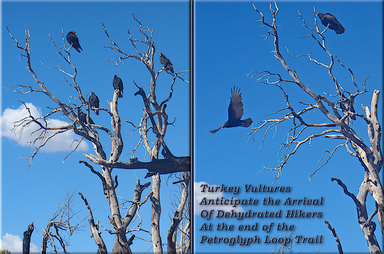 23_TurkeyVultures.jpg