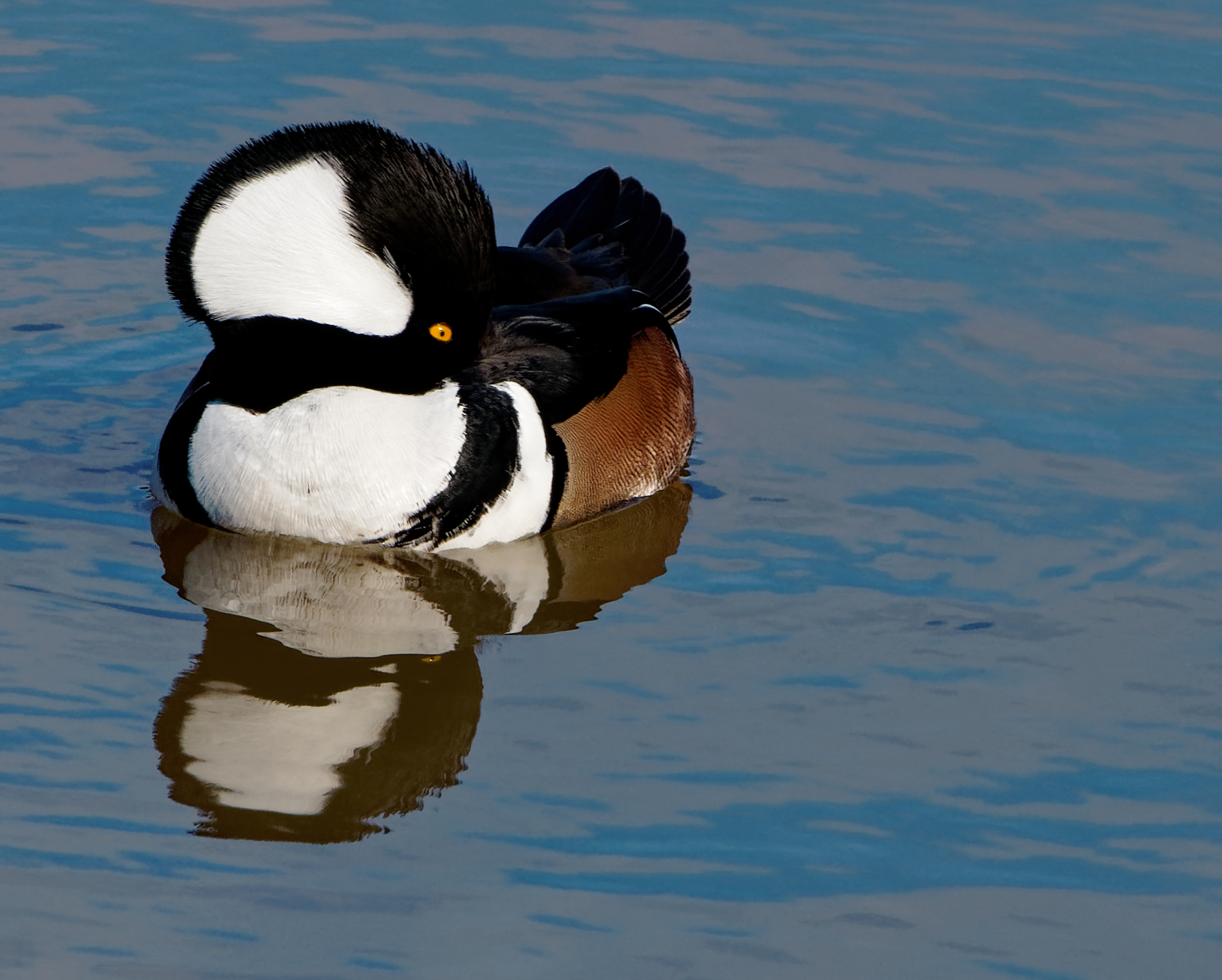 29:365 | Hooded Merganser.jpg