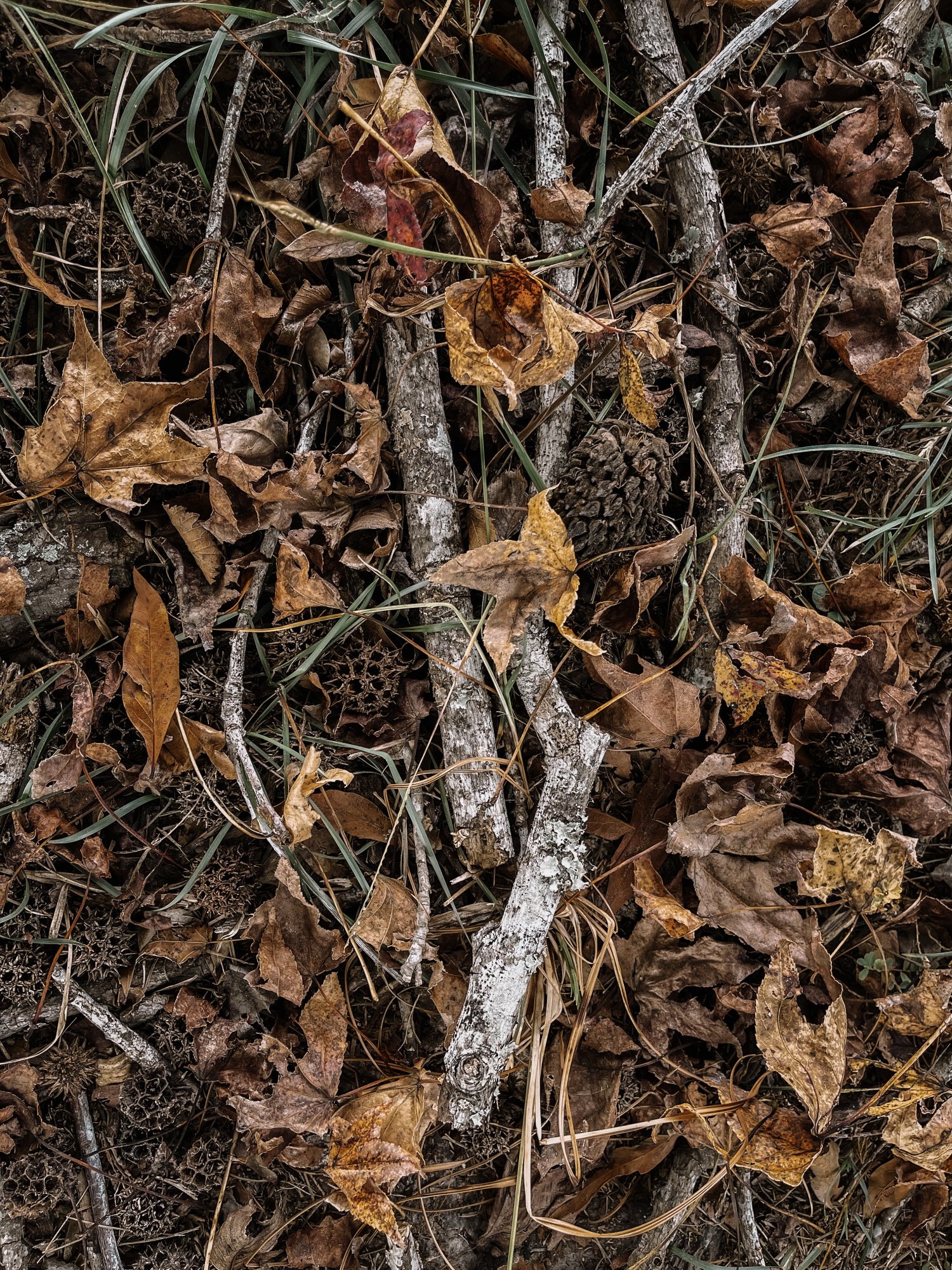 298FDCCD-102F-4CA5-82D0-A5FF9AD99D25.jpeg