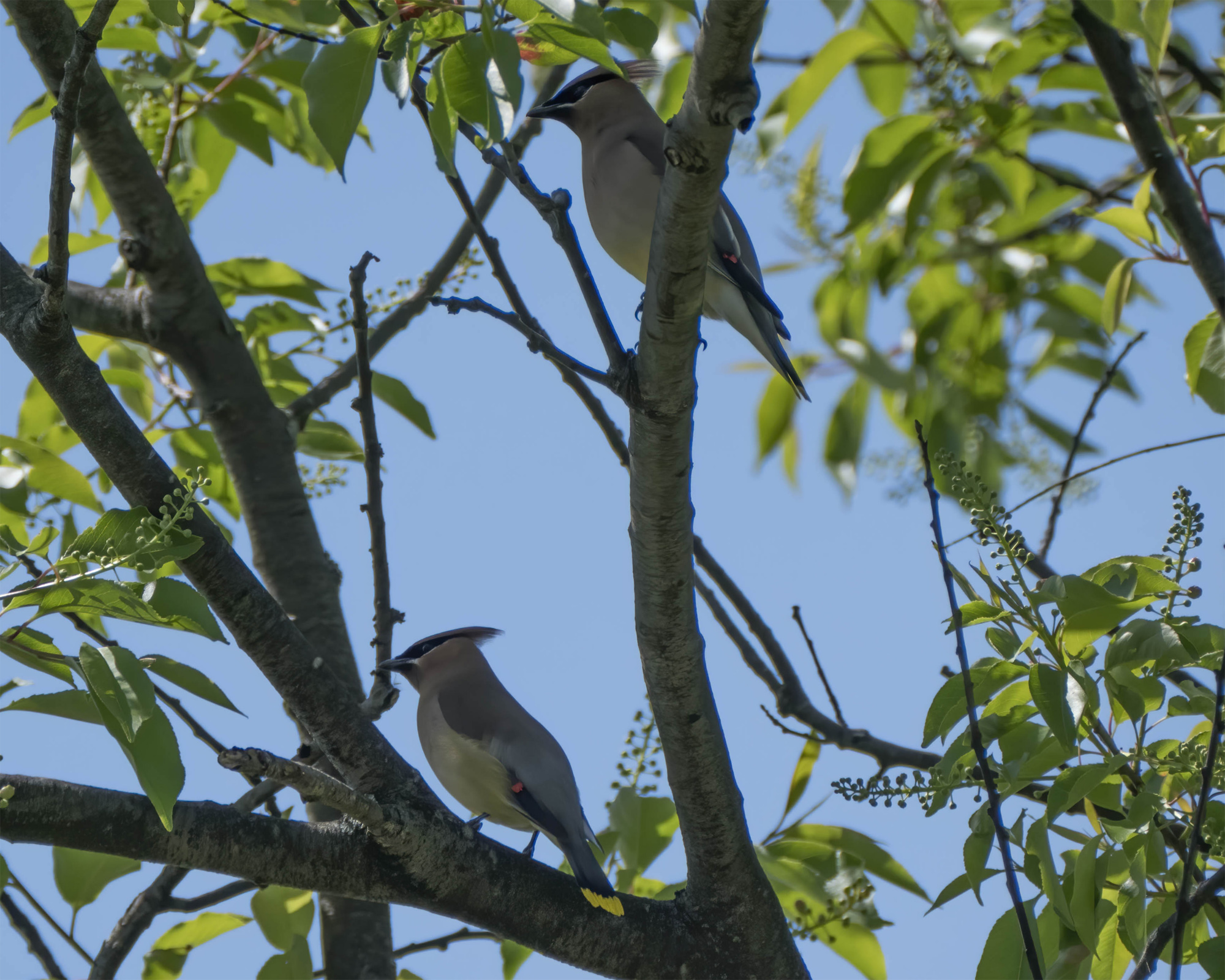 2cardinals.jpg